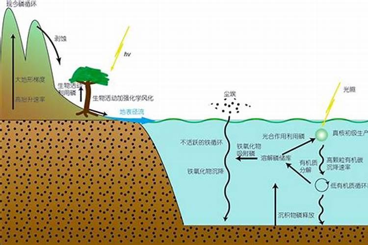 扦插的三角梅长根后什么时候移栽