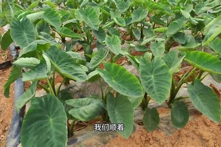 芋头种植时间和方法 栽培种植技术