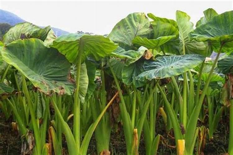芋头苗相信大家都见过,芋苗的高产种植方法你知道吗？