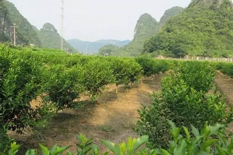 柑橘产量低,有什么促花技巧吗？
