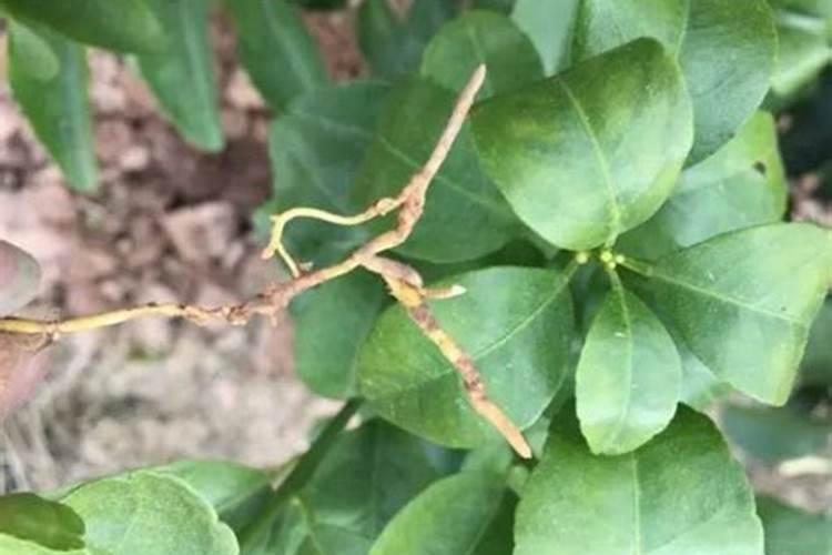 磷酸二氢钾叶面肥配方