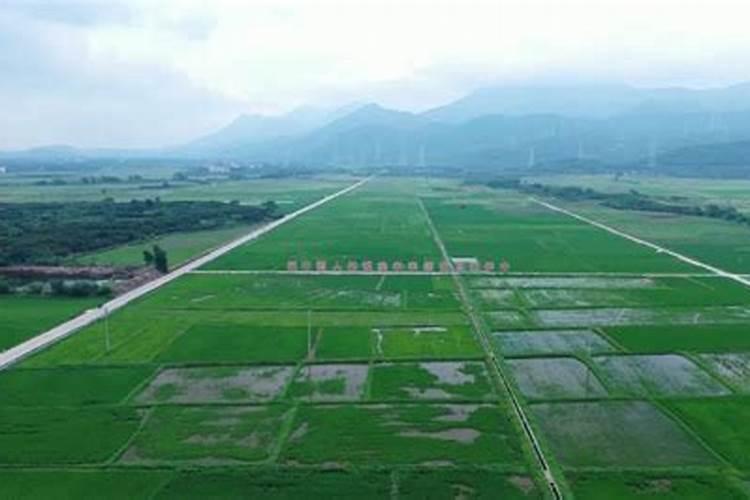 水稻田施肥完可以放水吗？