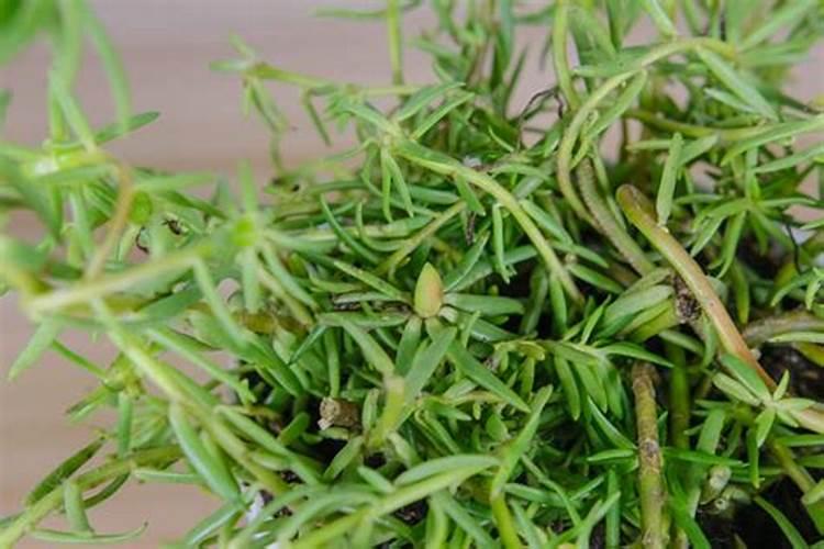 太阳花喜欢什么肥料,太阳花施肥的方法