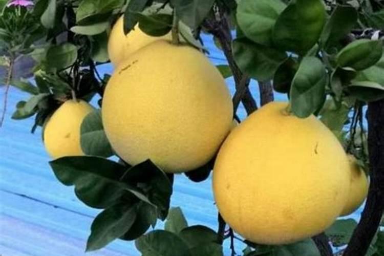 美国阿彻丹尼尔斯米德兰公司公司简介