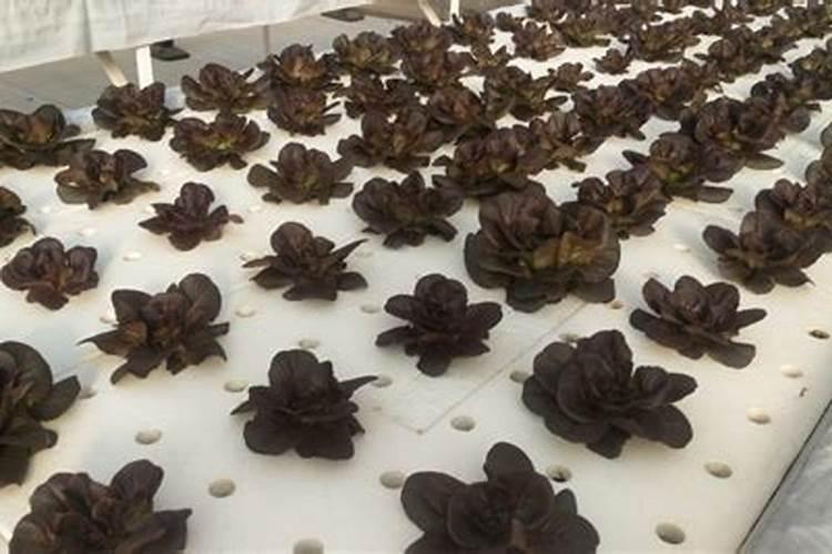 ...之后有点炭疽和根腐病,全部拔掉,重新消毒,还可以重新再栽吗...