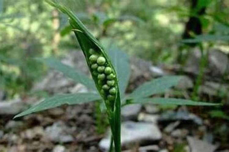 半夏的种植方法