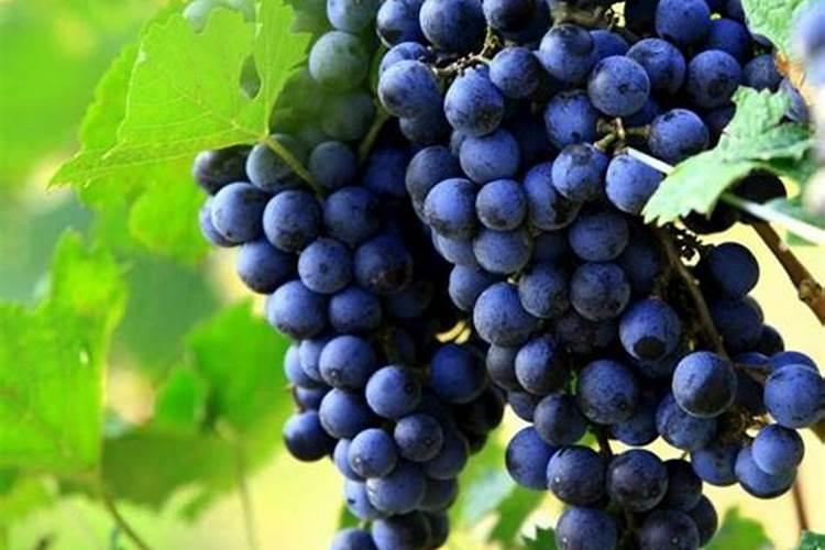 葵花做蕾期用硫酸钾好还是硝酸钾好？