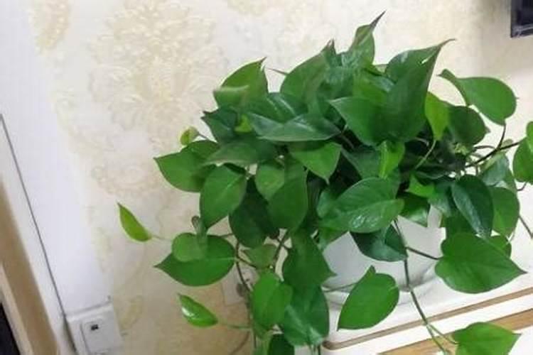 二氨复合肥尿素能和人粪尿混合使用吗