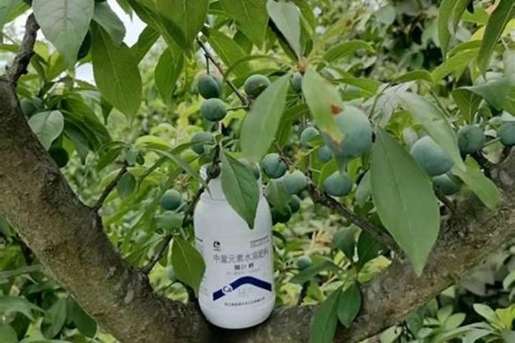 急急急!刚刚给草莓浇水的时候,把水弄花苞上了,里面有水珠,有的花是今天...