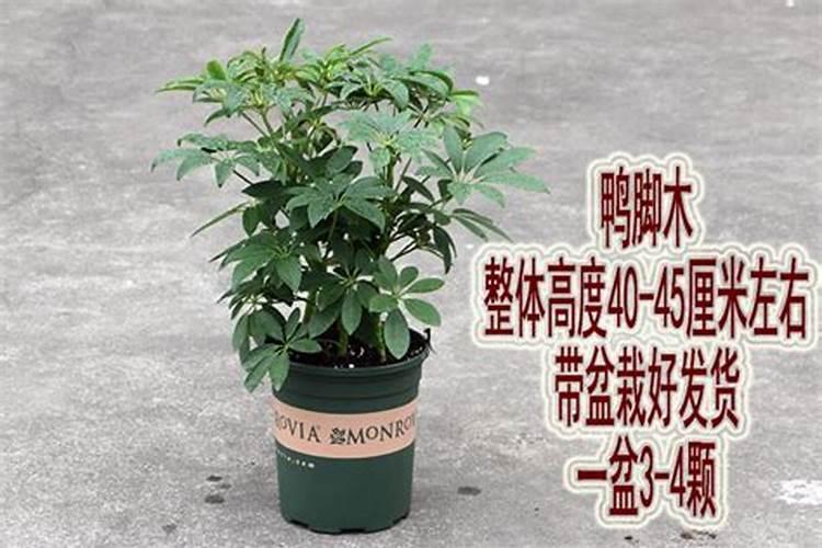阳台种菜隔多久施肥