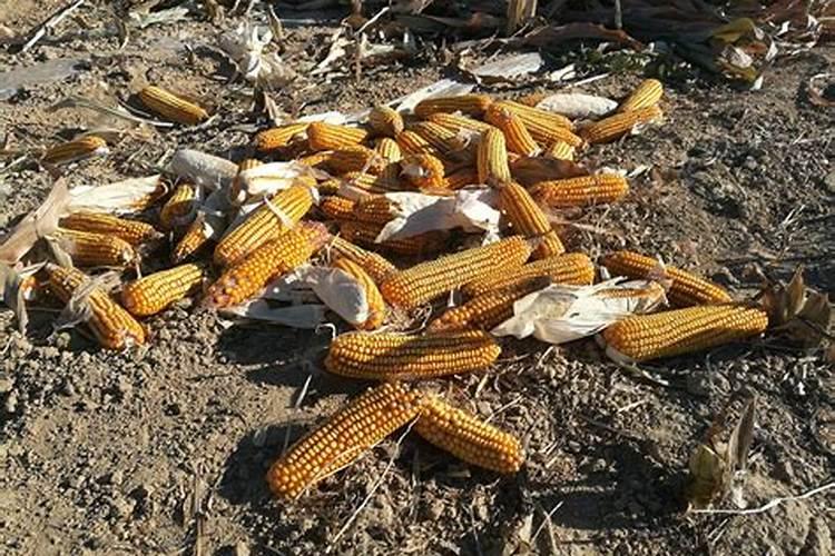 风雨兰球根的种植方法