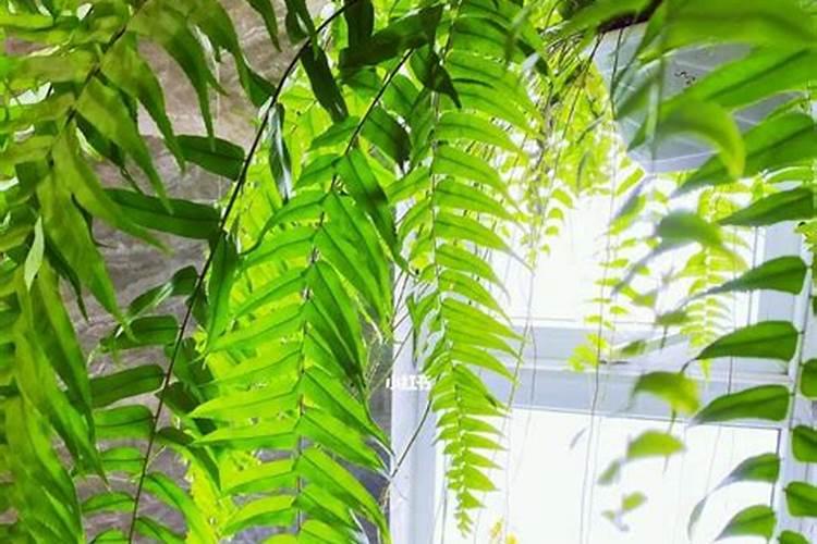 风雨兰种子播种方法