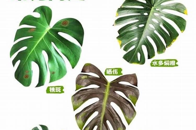樱桃树专用授粉药有哪些？