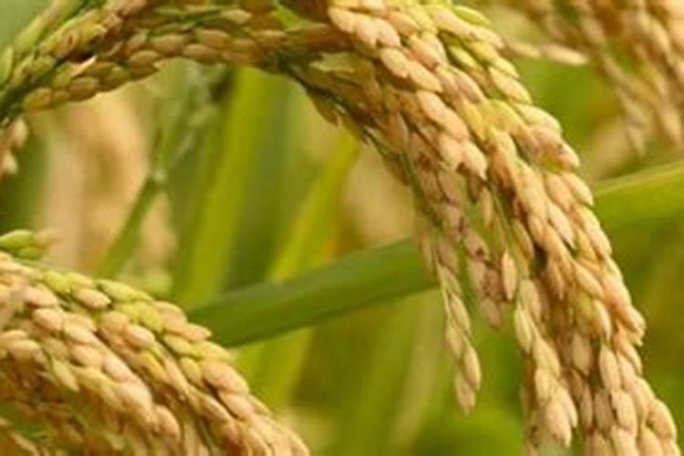 请问豆角叶子变黄用什么可以防治？