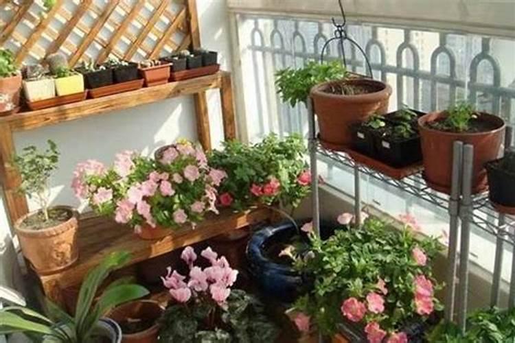 蓝花草的养殖方法？