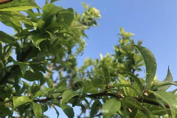 茶叶病虫害防治？