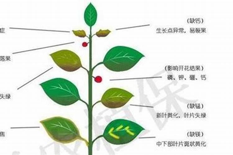 矿源黄腐酸钾效果及效果