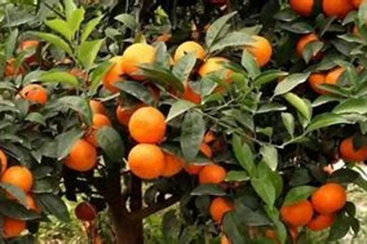 种橙子施什么肥