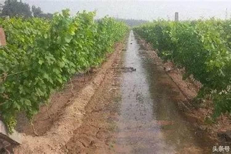 葡萄膨果期用什么肥料,种植葡萄该如何施肥