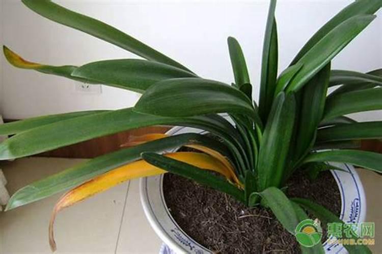 君子兰冬季施什么肥料,怎么过冬