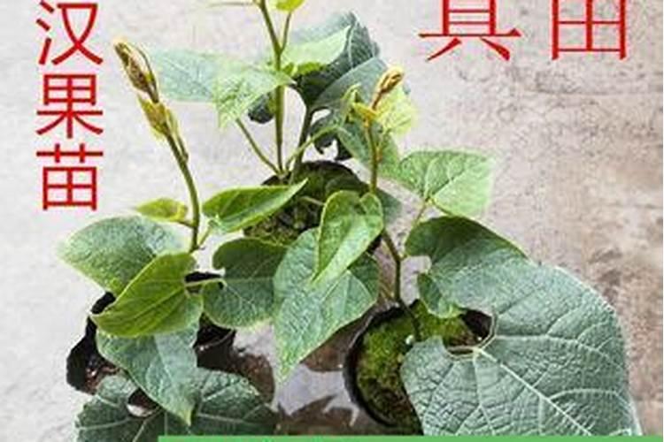荔枝保花保果农药最佳配方