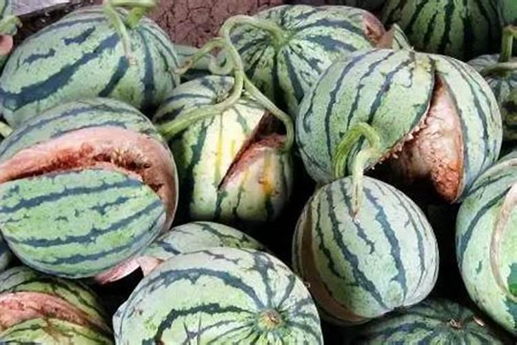 荔枝如何保花保果(荔枝保花保果秘方)