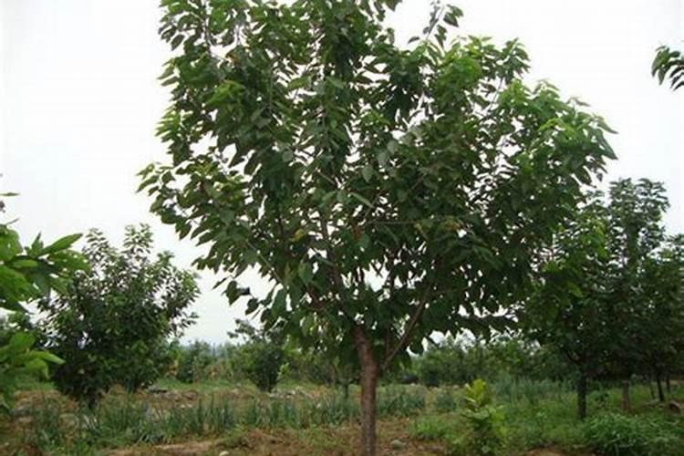 请问水果代销是什么