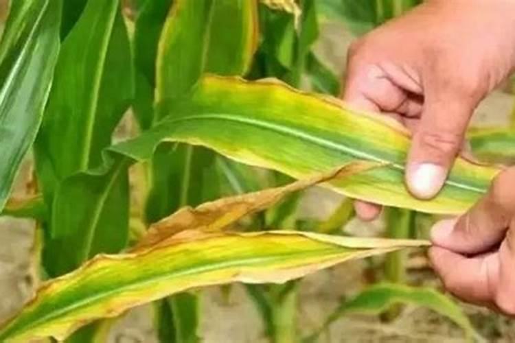 用什么叶面肥可以让荔枝熟得颜色好？
