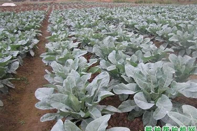 种植扁豆应该如何施肥？扁豆施肥技术!