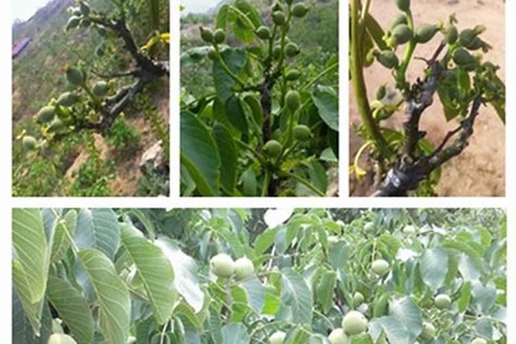 安徽省司尔特肥业股份有限公司的简介