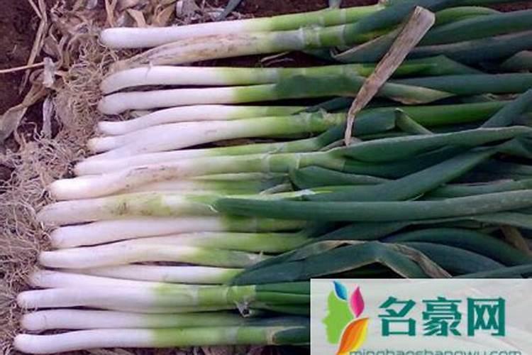 葱放什么肥料会张粗、大？
