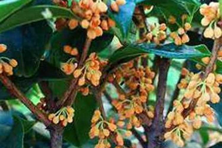 桂花花期能施肥吗,开花时怎么浇水