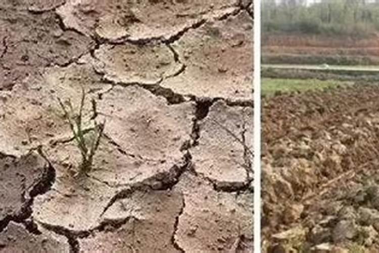 植物施肥过量会死吗？