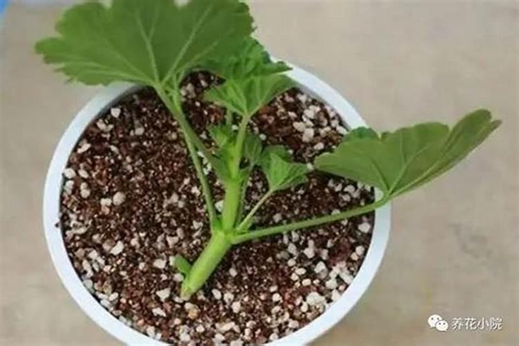 大樱桃树使用黄腐酸钾上基肥可以吗？