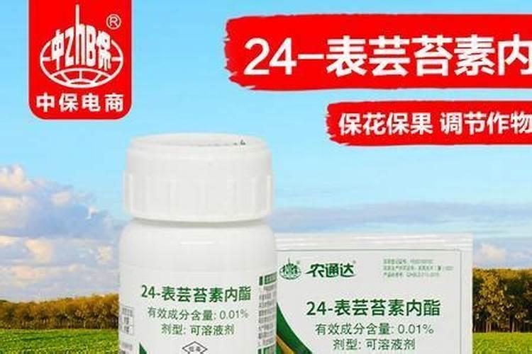 芸苔素能促进生根吗