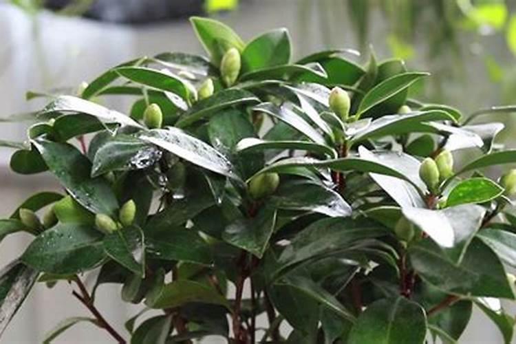 茶花施什么肥料最好
