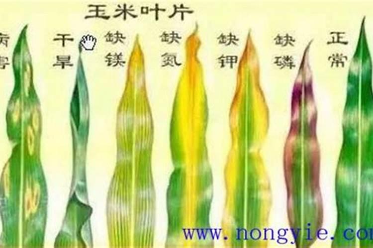 十大高钾蔬菜排名