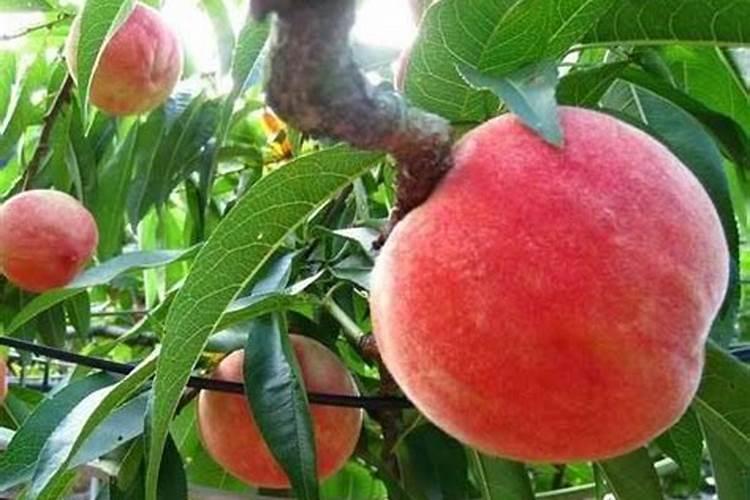 桃子在菜摘前啥时下冲施肥