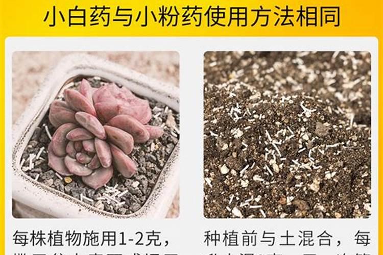 多肉可以施硅肥吗？