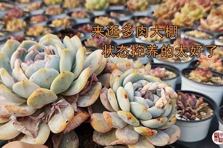 多肉植物多久浇水一次？需要施肥吗？
