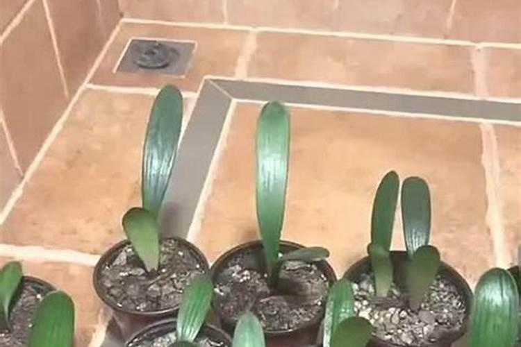 西红柿上色期应该施什么元素肥料？