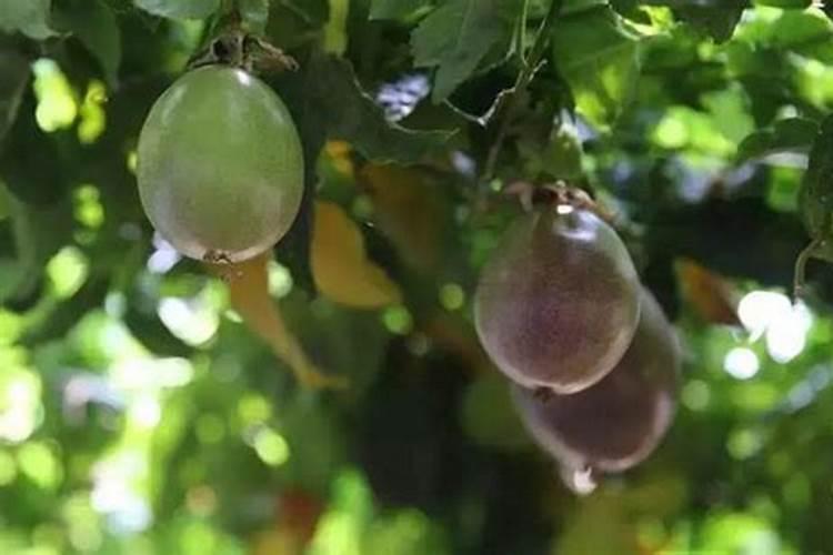 百香果施肥用什么肥料合适 种植百香果施5种肥结果多