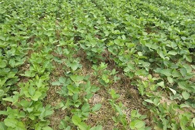 种黄豆用什么肥料最好
