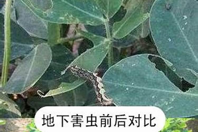 我的草莓苗新叶子一长出来就干枯,求帮忙解一下,为什么？