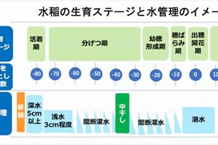 一亩水稻要放多少钾肥