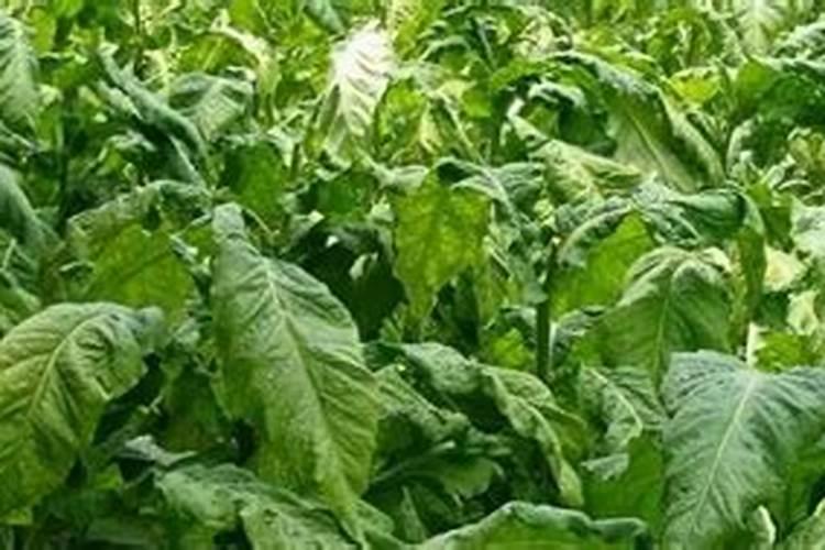 烤烟施钾肥最佳时间 什么时候使用效果好