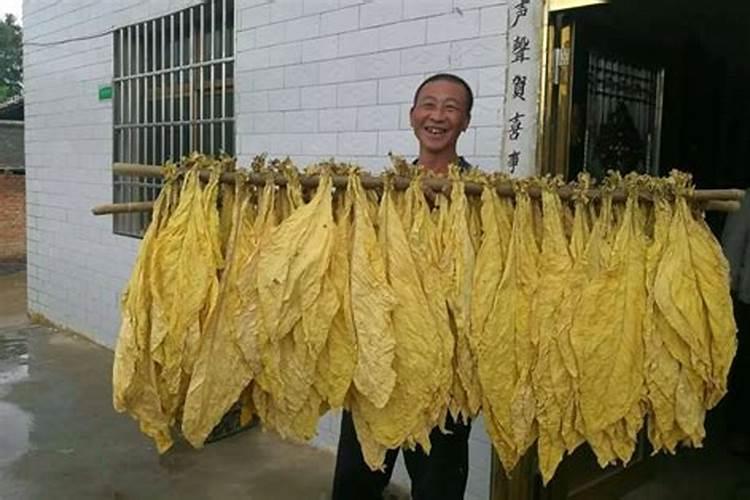 一亩烤烟用多少钾肥 什么时候施钾肥好