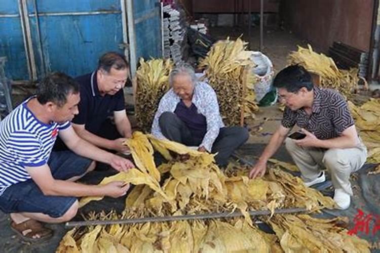 烤烟施钾肥最佳时间 什么时候使用效果好