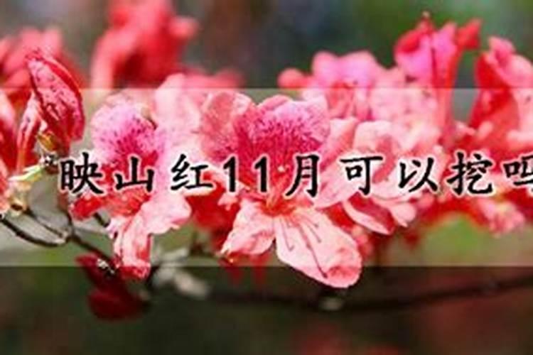 映山红用什么肥料最好