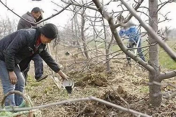 山楂施肥方法及时间